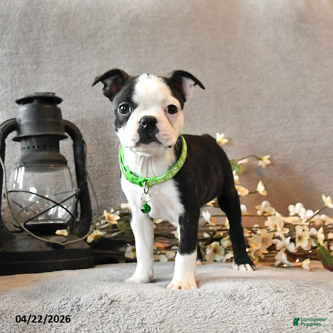 Boston Terrier dogs for sale: Raspberry - Ad 2