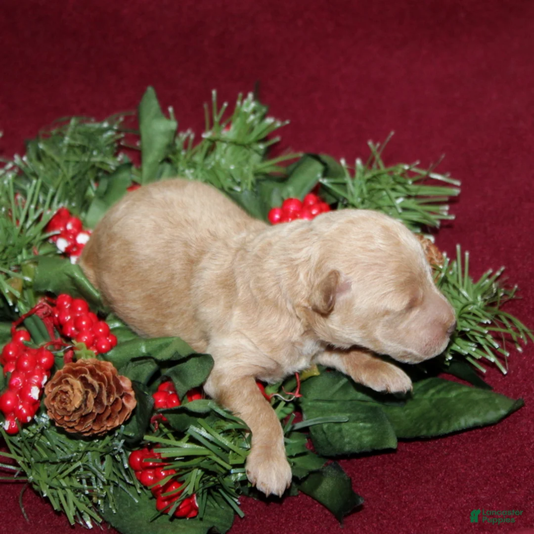 Miniature Poodle dogs for sale: XRay - Ad 4