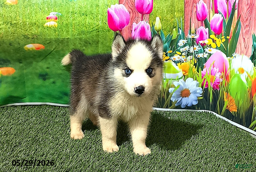 Siberian Husky dogs Max - Ad 1