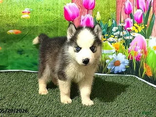 Siberian Husky dogs for sale: Max - Ad 4