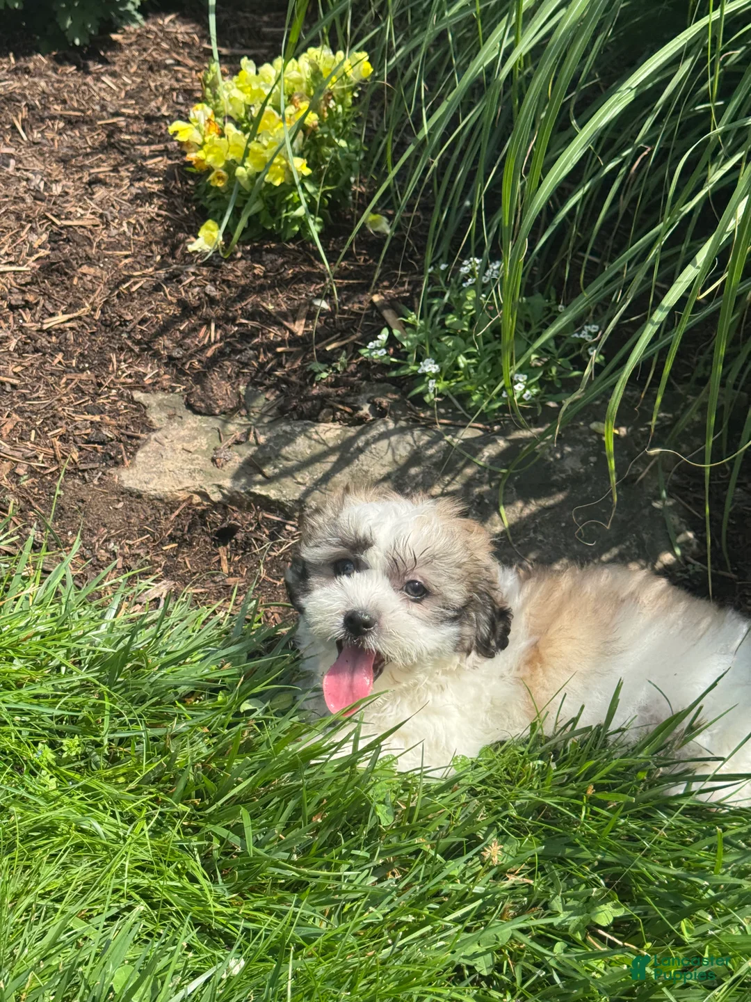 Teddy Bear dogs for sale: Janie  - Ad 5