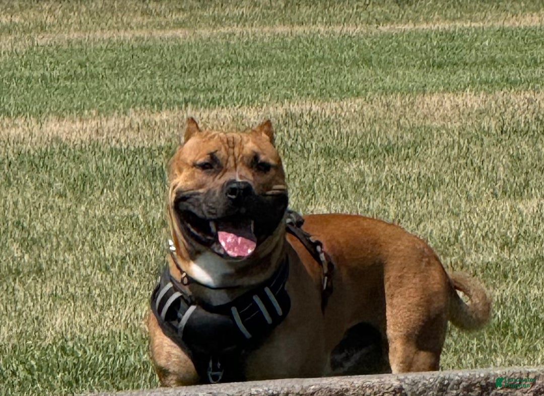 Gallery Image {{count}}