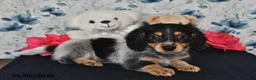 Miniature Dachshund dogs for sale: Ollie - Ad 2