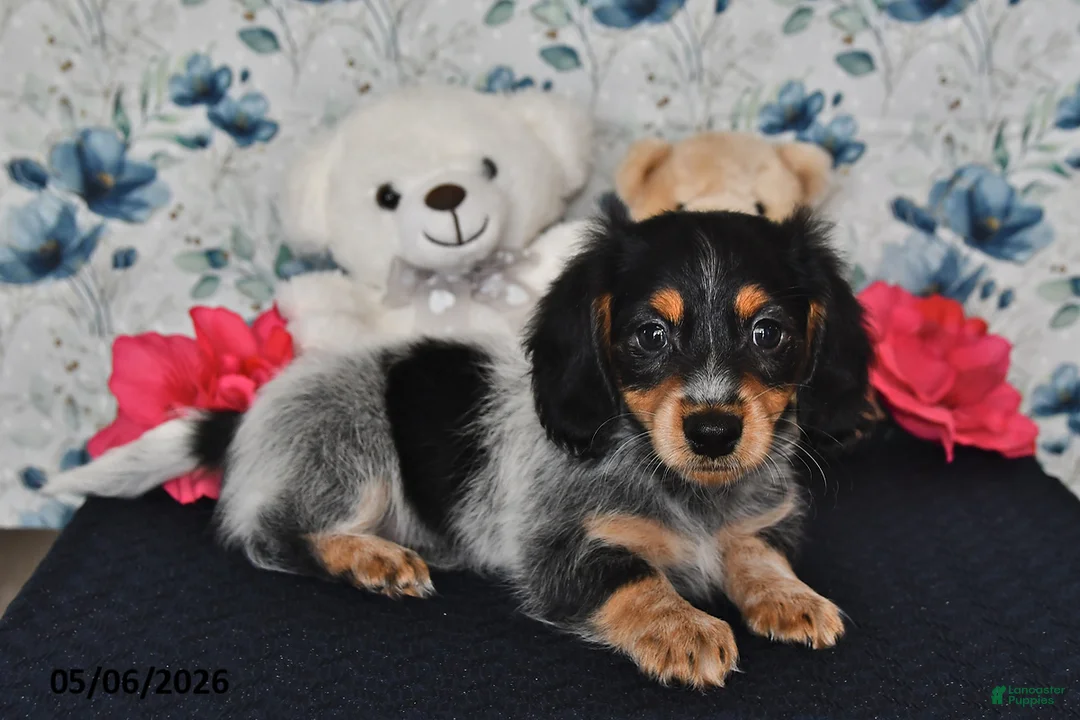 Miniature Dachshund dogs for sale: Ollie - Ad 2