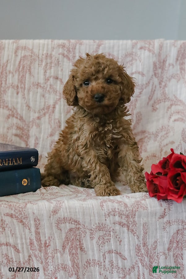 Cockapoo dogs Jared - Ad 1