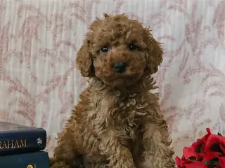 Cockapoo dogs Jared - Ad 1