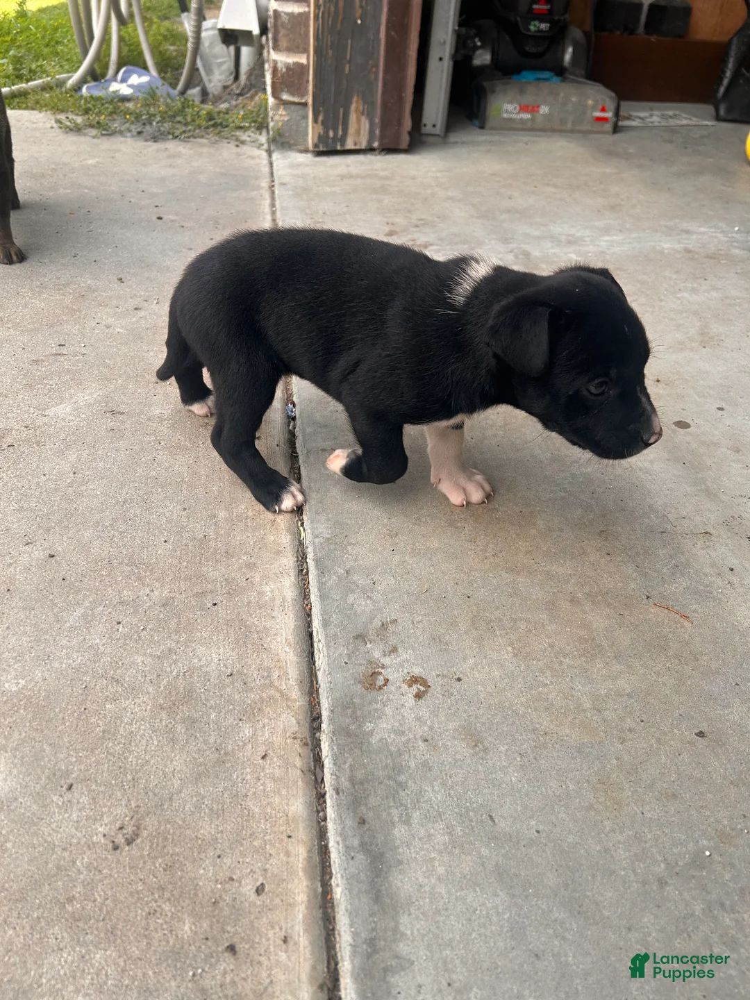 Mixed Breed dogs for sale: Mixed Breed Puppy 8 - Ad 1