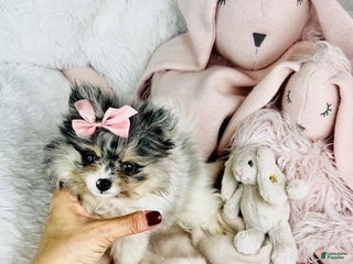 Pomeranian dogs - Ad 13