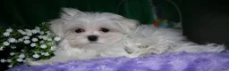 Maltese dogs for sale: Maci - Ad 4