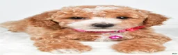 Miniature Poodle dogs for sale: Hope - Ad 4