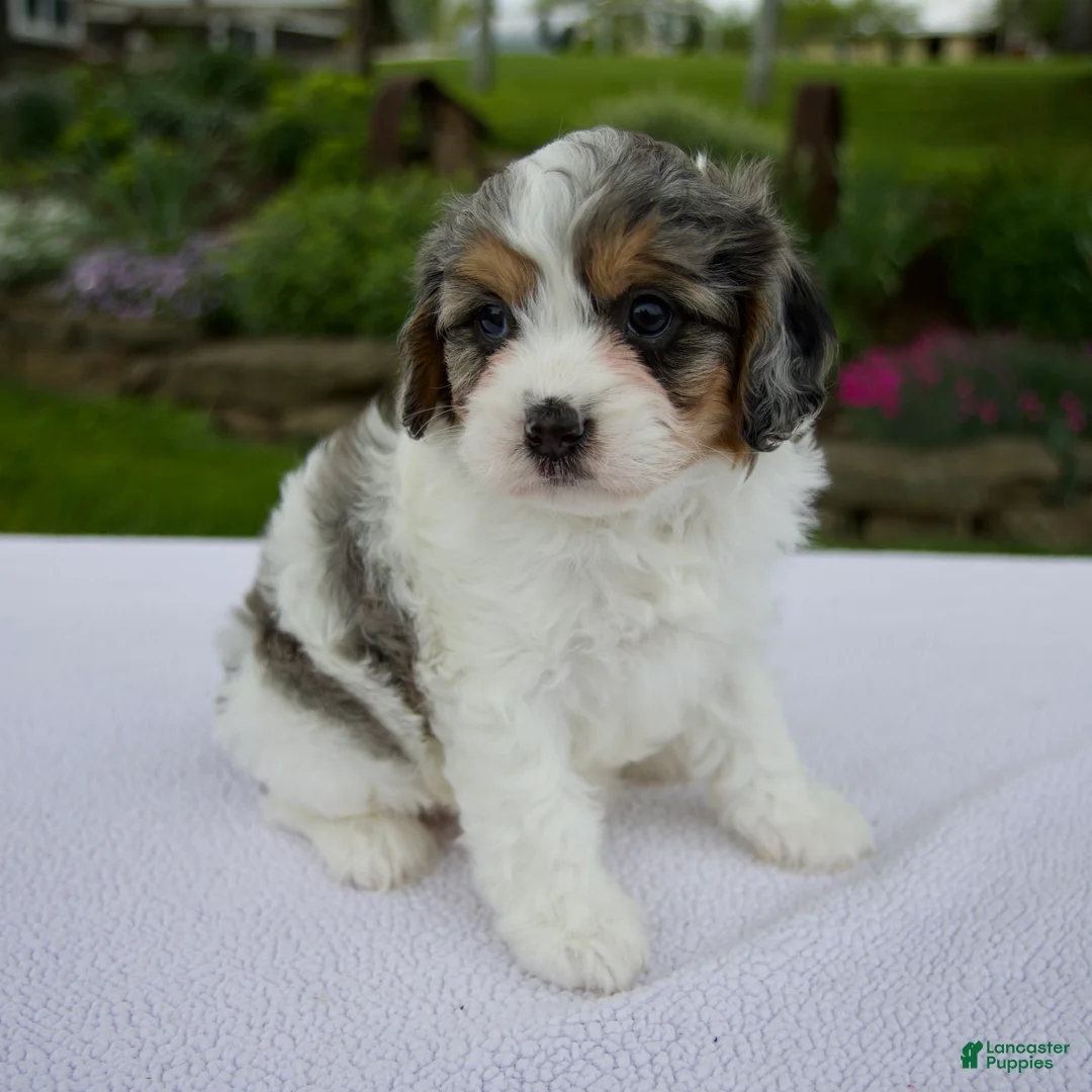 Cavapoo dogs for sale: Jade - Ad 2