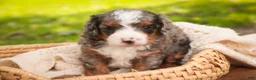 Bernedoodle dogs for sale: Everest Miniature Bernedoodle  - Ad 5