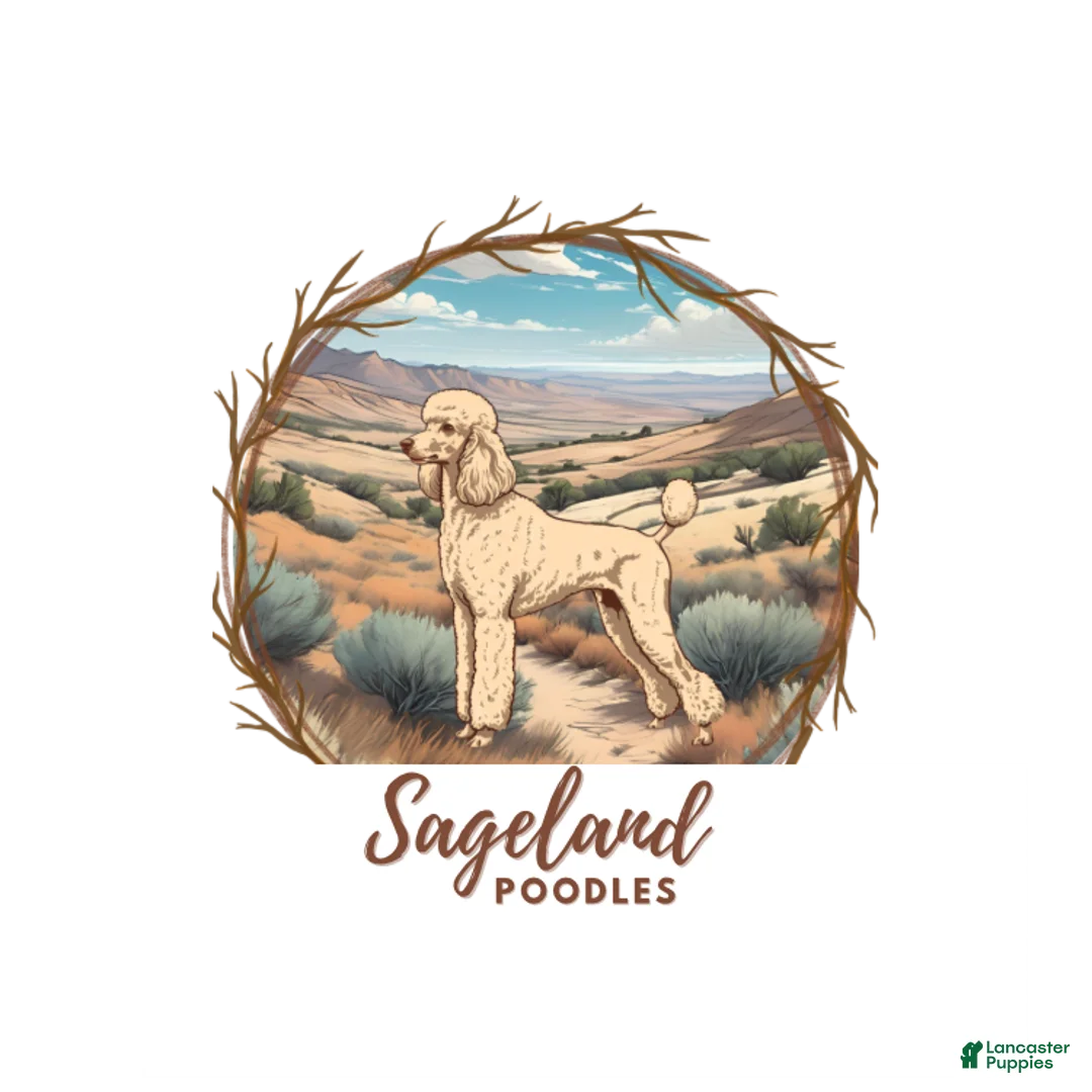 Standard Poodle dogs for sale: Standard Poodle 3 - Ad 3