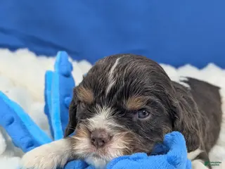 Cavalier King Charles Spaniel dogs for sale: Whiskey - Ad 3