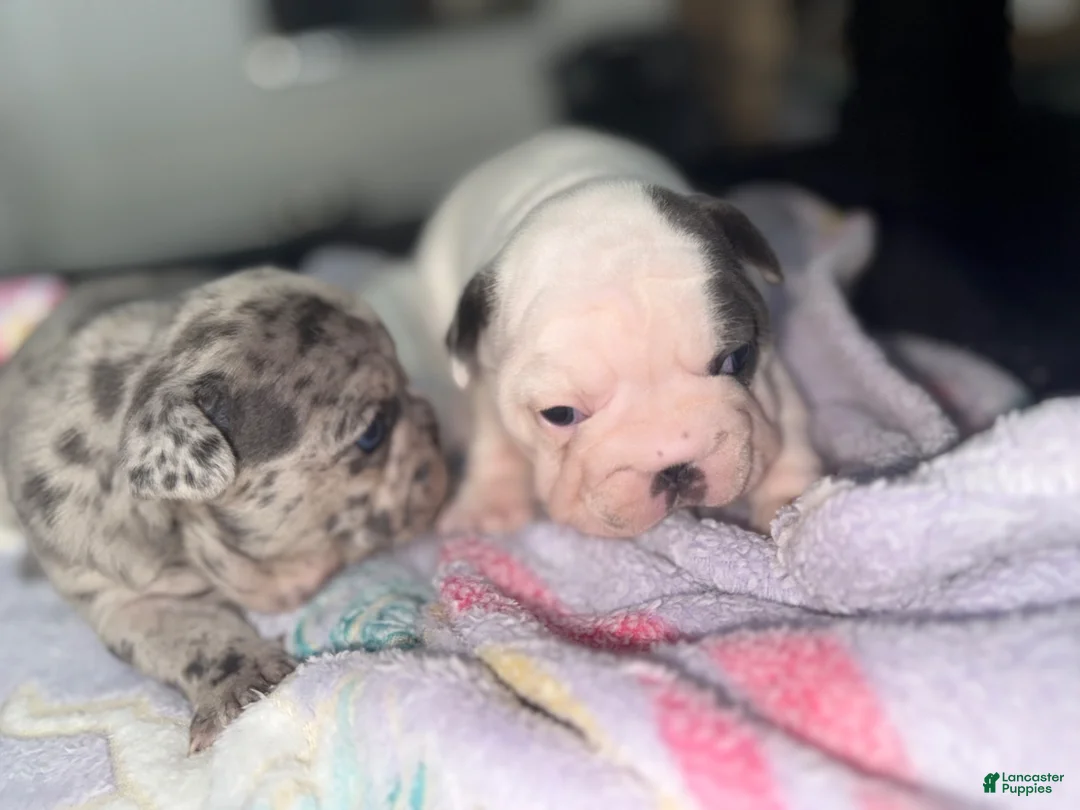 French Bulldog dogs for sale: Yang - Ad 33