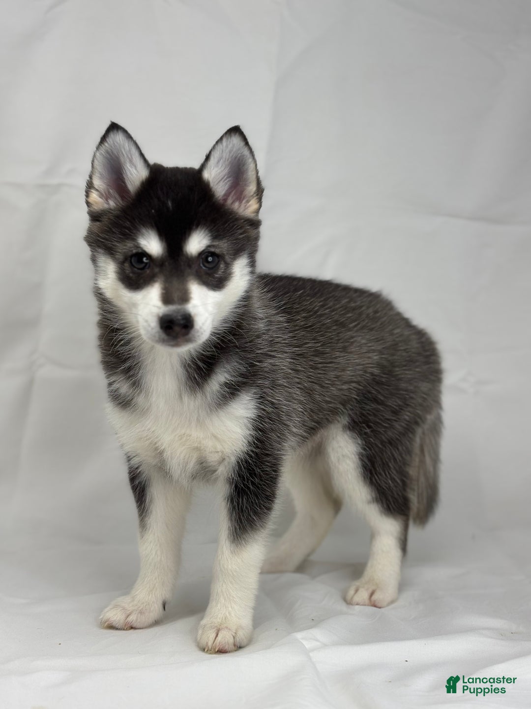 Pomsky dogs for sale: Callie - Ad 1