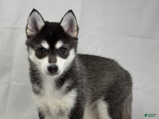 Pomsky dogs Callie - Ad 2