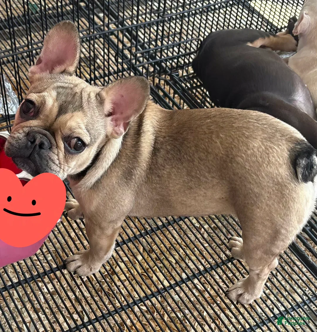 French Bulldog dogs for sale: French Bulldog Puppy 1 - Ad 2