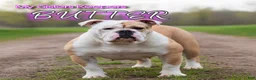 Olde English Bulldogge dogs for sale: Olde English Bulldogge Puppy 1 - Ad 8