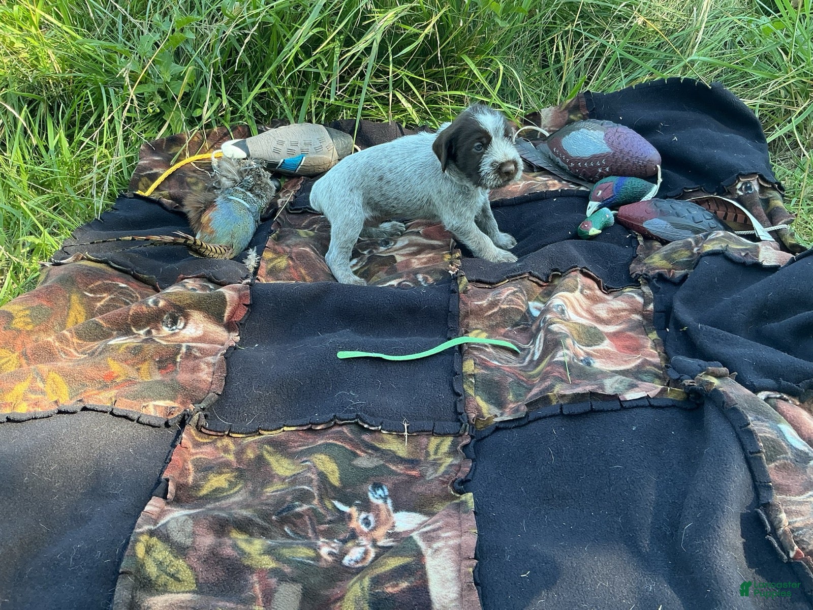 Wirehaired Pointing Griffon dogs Wirehaired Pointing Griffon Male 5 - Ad 11
