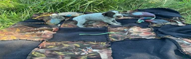 Wirehaired Pointing Griffon Male 5