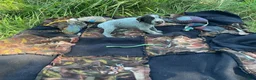 Wirehaired Pointing Griffon dogs for sale: Wirehaired Pointing Griffon Male 5 - Ad 1