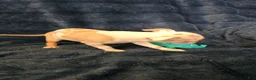 Chihuahua dogs for sale: Kash  - Ad 5