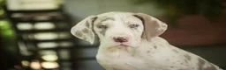 Great Dane dogs for sale: Santiago - Ad 7