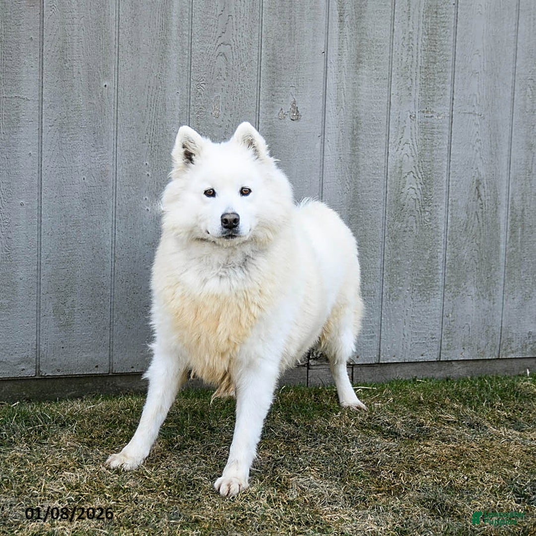 Samoyed dogs for sale: Serena  - Ad 3