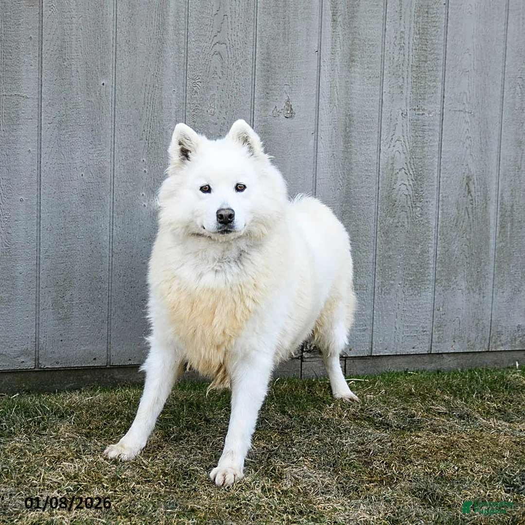 Samoyed dogs for sale: Serena  - Ad 3