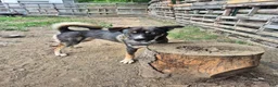 Mixed Breed dogs for sale: Rollo - Ad 12