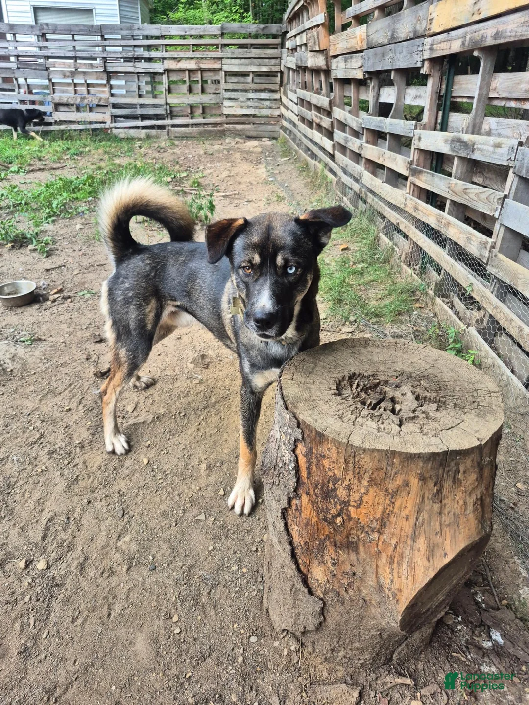 Mixed Breed dogs for sale: Rollo - Ad 12