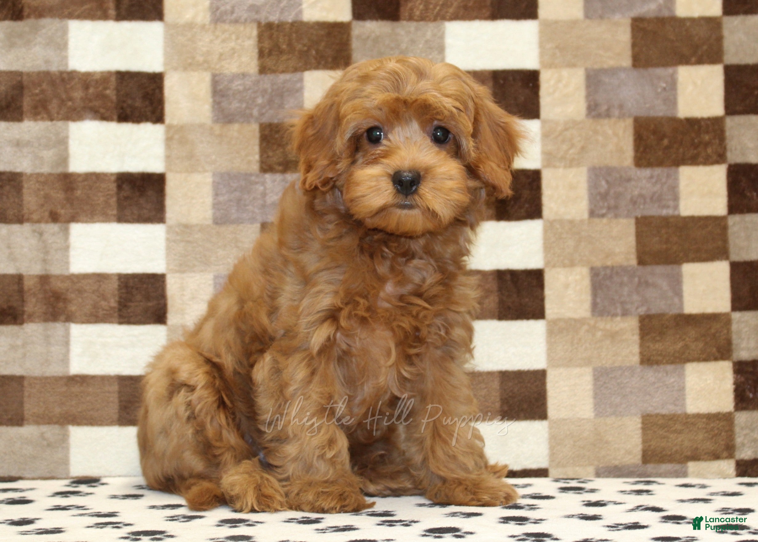 Cavapoo dogs Scout - Ad 1