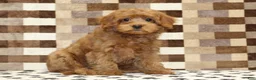 Cavapoo dogs for sale: Scout - Ad 1