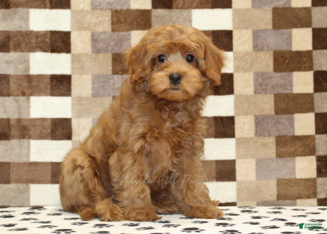 Cavapoo dogs for sale: Scout - Ad 1
