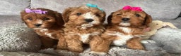 Cavapoo dogs for sale: Bella - Ad 10