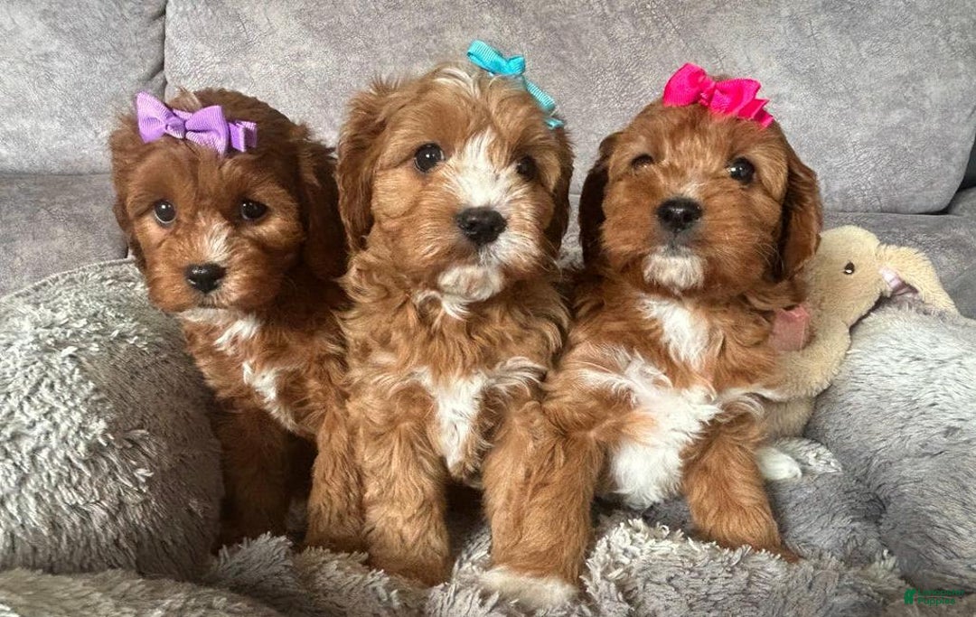 Cavapoo dogs for sale: Bella - Ad 10