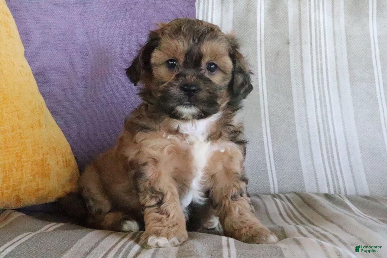 Shihpoo dogs Stephanie - Ad 1