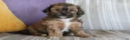 Shihpoo dogs for sale: Stephanie - Ad 1