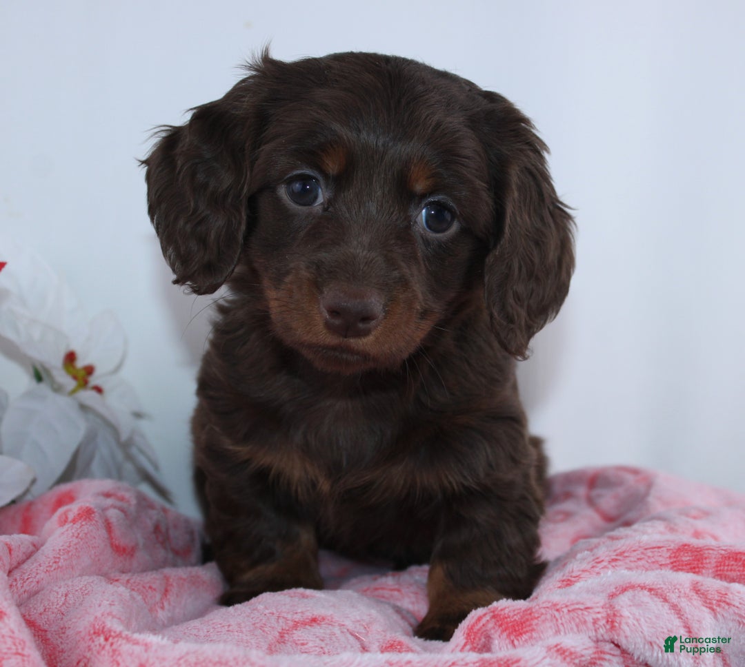 Miniature Dachshund dogs for sale: Jade - Ad 4