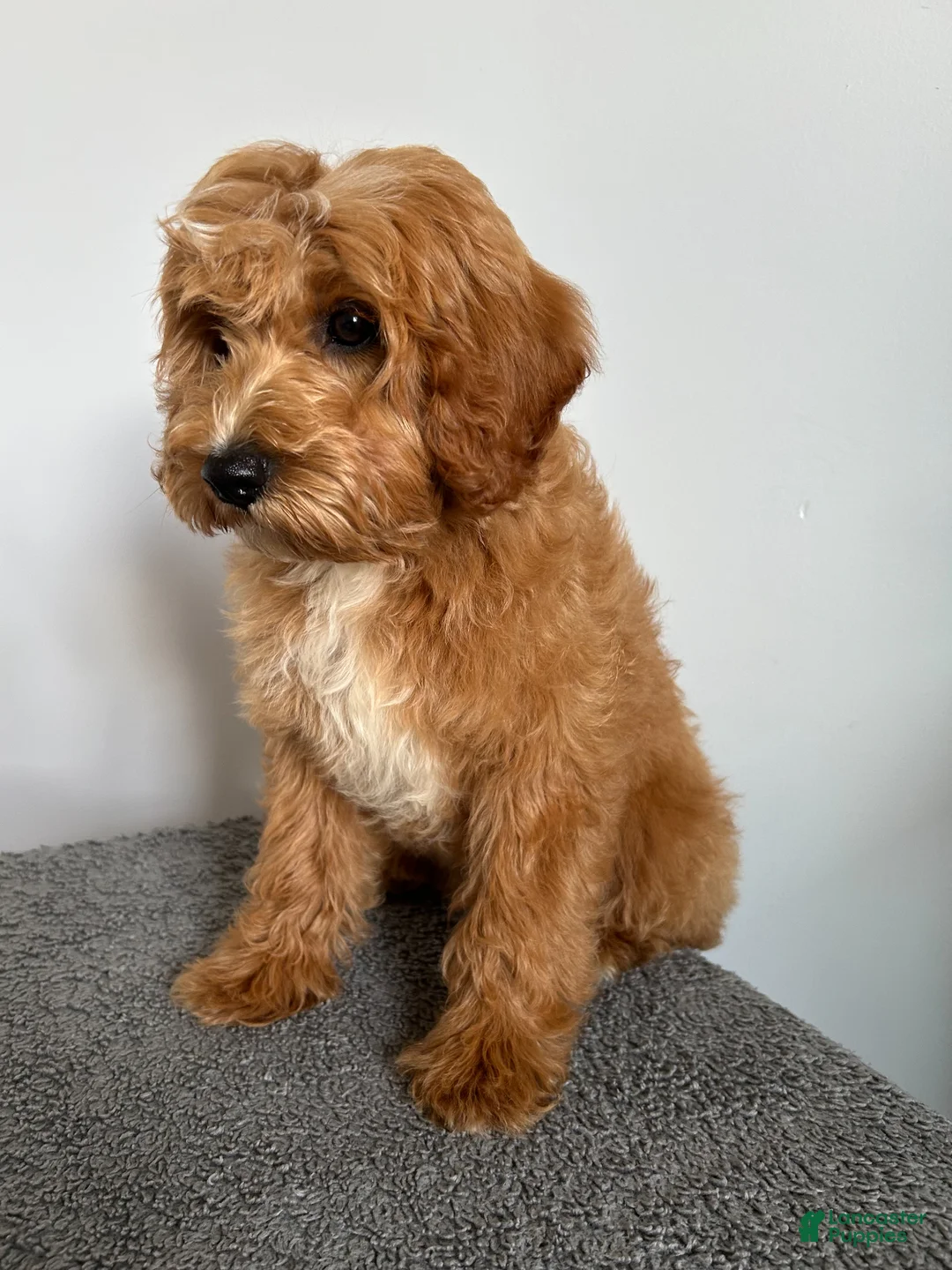 Cavachon dogs for sale: Jasper - Ad 2