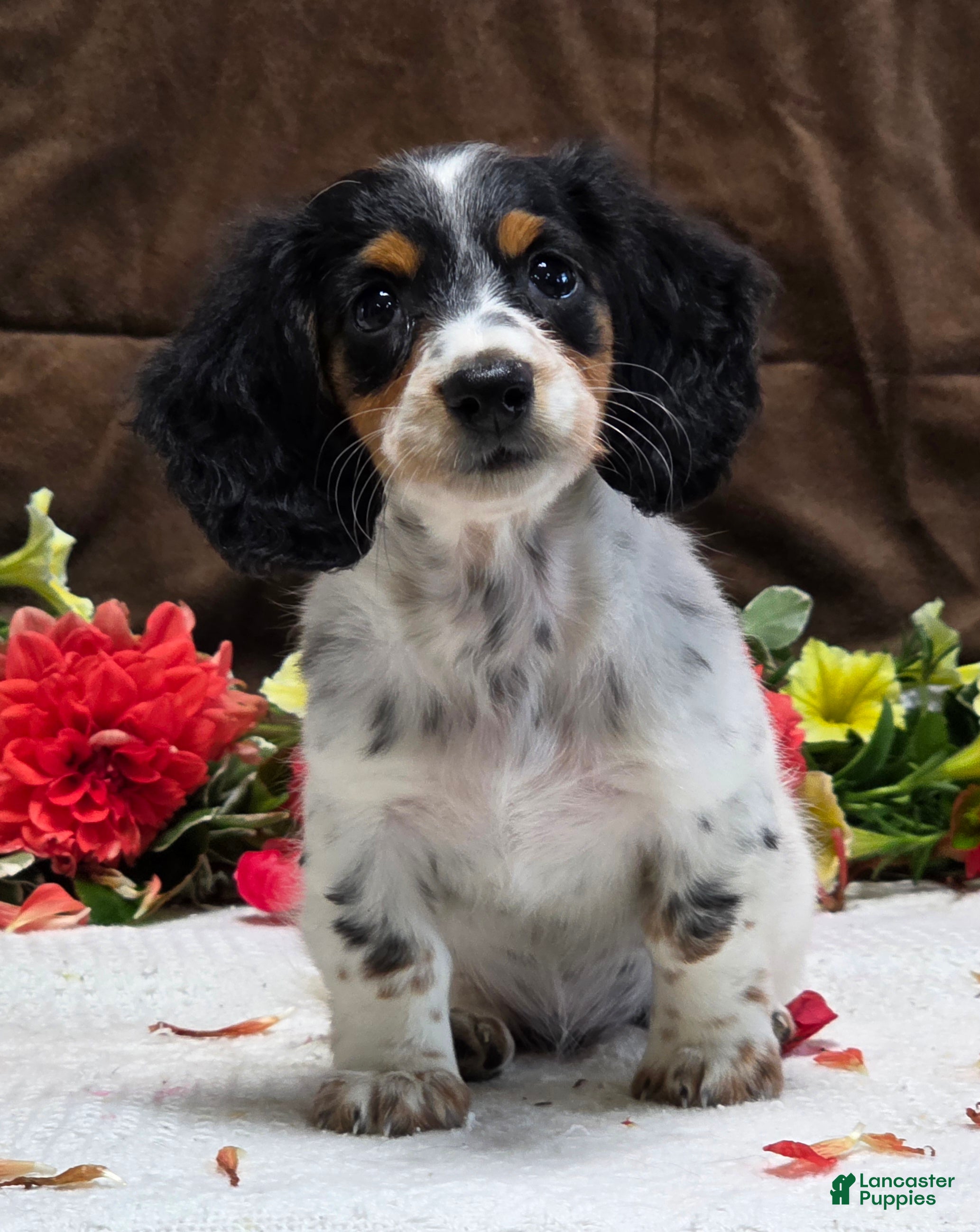 Miniature Dachshund dogs Rosa - Ad 2
