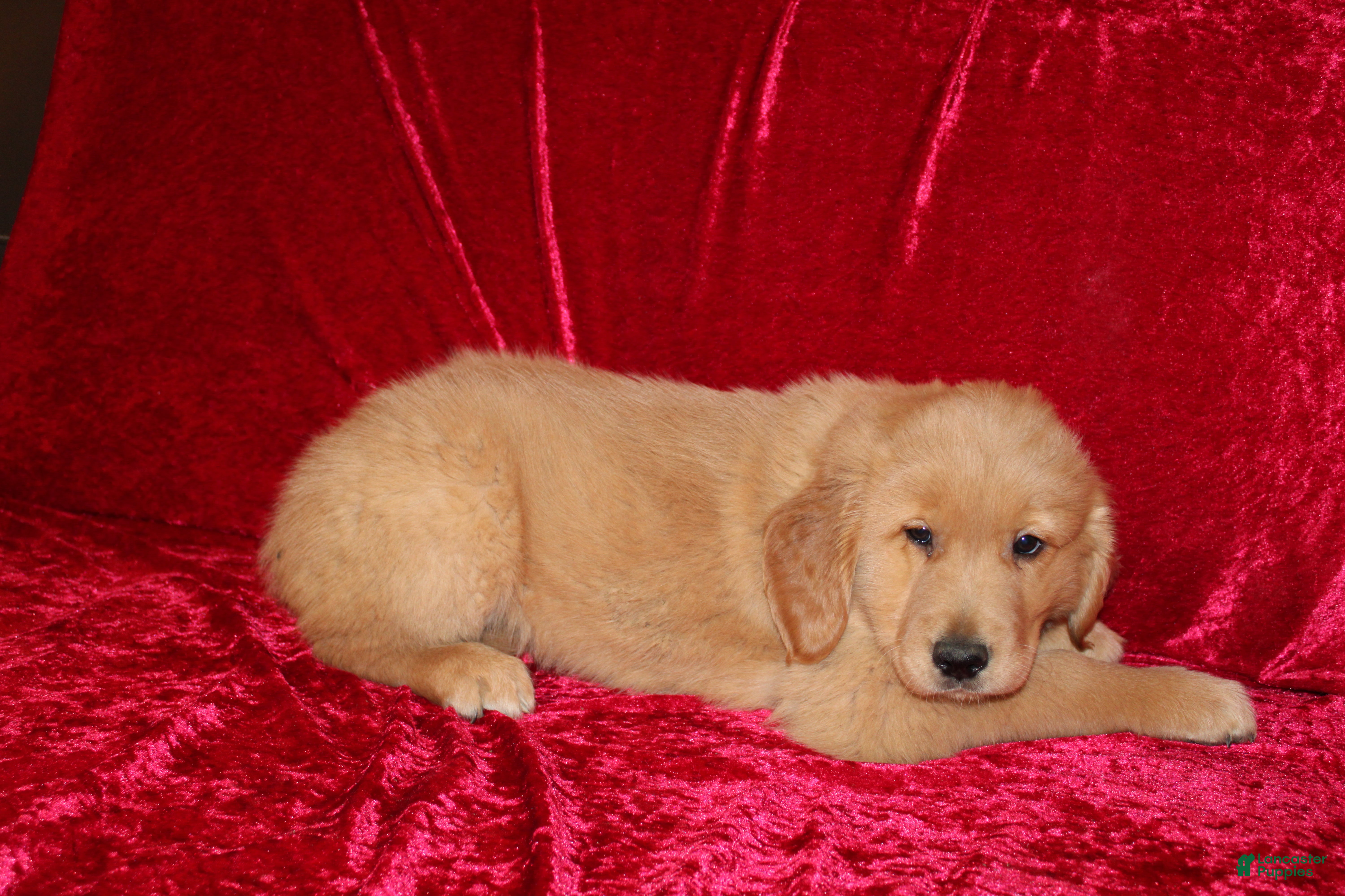 Golden Retriever dogs Golden Retriever Puppy 1 - Ad 27