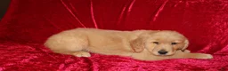 Golden Retriever dogs for sale: Golden Retriever Puppy 1 - Ad 1