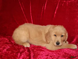 Golden Retriever dogs Golden Retriever Puppy 1 - Ad 27