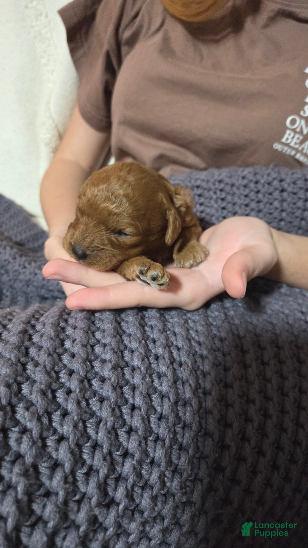 Cavapoo dogs for sale: Hadley  - Ad 3