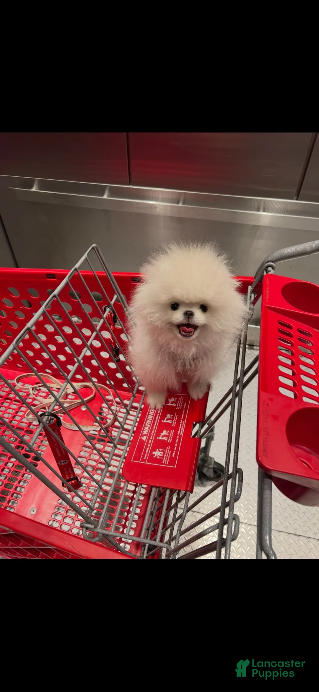 Pomeranian dogs for sale: Pomeranian 1 - Ad 5