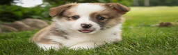Welsh Corgi Pembroke dogs for sale: Rex - Ad 7