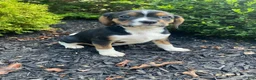 Mixed Breed dogs for sale: Dolly - Ad 6