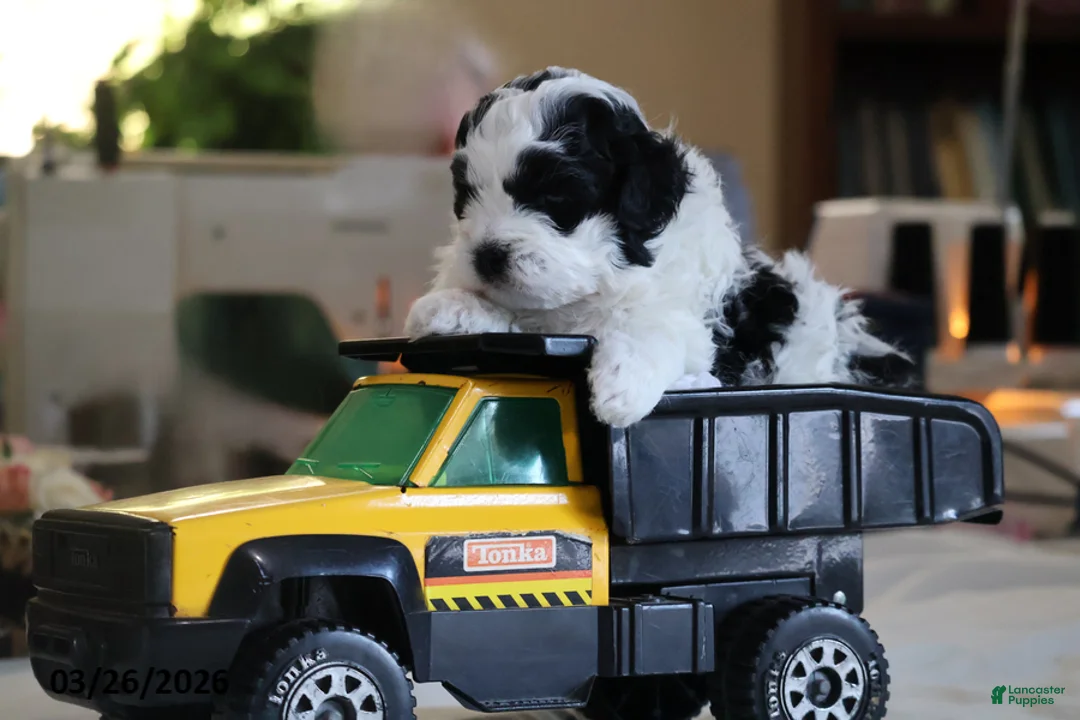 Mixed Breed dogs for sale: Rascal - Ad 2